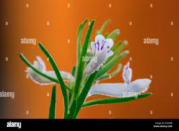 Image result for Aeollanthus subacaulis