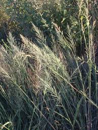 Image result for Leptochloa fusca