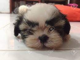 1 Month Old Shih Tzu Stock Photo Picture And Royalty Free Image Image 21339604