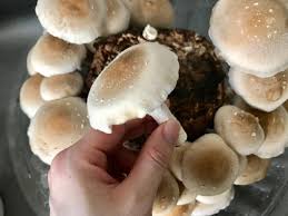 They are also sometimes called oyster caps, tree mushrooms, summer oyster mushrooms, tree oyster mushrooms, or shimeji. Oh Shiitake How To Grow Your Own With Japan S Super Easy Mushroom Cultivation Kit Photos Soranews24 Japan News