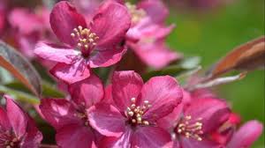 Maybe you would like to learn more about one of these? Choose Crab Apple Trees With Care For Stunning Spring Blooms Chicago Tribune