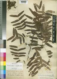 Image result for Brachystegia longifolia