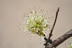Image result for Combretum engleri