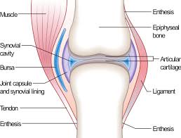 The first is by joint function, also referred to as range of motion.the second way to categorize joints is by the material that holds the bones of the joints together; The Musculoskeletal System Review Article Khan Academy