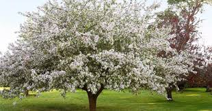 We did not find results for: Spring Blossoms Trees To Plant For Beautiful Blooms In Australia Homes To Love