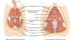 perineum how to find and stimulate this hidden erogenous