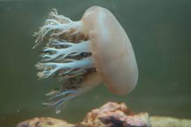 There are still those that argue they should be but the experts maintain that due to. Aquarium Invertebrates Moon Jellyfish In The Home Can You Do It Reefs Com