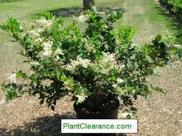 Japanese privet (ligustrum japonicum), hardy in u.s. Ligustrum Japonicum Texanum Japanese Privet Wax Leaf Privet 1 Gal Plantclearance Com