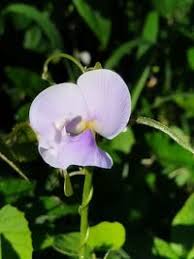 Image result for Vigna vexillata
