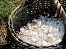 Image result for Jasminum bakeri