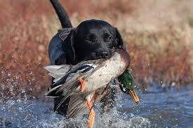 My current wallpaper made form a screenshot of the 80's nes game duck hunt. Black Lab Duck Hunting Wallpapers Wallpaper Cave