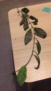 Check spelling or type a new query. Found This Lil Guy On The Floor Of The Garden Centre Any Help With A Plant Id And Does Anyone Know If I Can How To Propagate This Thanks Propagation