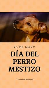 Este can destaca por ser activo, enérgico, cariñoso y divertido. Perros Mestizos