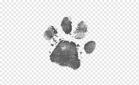 Here you can explore hq animal footprints transparent illustrations, icons and clipart with filter setting like size, type, color etc. Paw Prints Drawing Footprints Paw Pads Png Pngwing