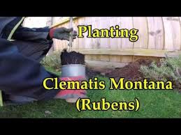 Check spelling or type a new query. Clematis Montana Rubens Planting And Fixing Support Wires Youtube