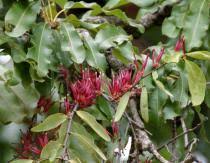 Image result for Tapinanthus dependens