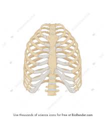 Human rib bones labeled stock illustration human skeleton system anatomy with detailed labels posterior view stock photo & more pictures of. Biorender Life Science Icons