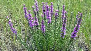 We did not find results for: 6 Texas Wildflowers That Are Roadside Showstoppers Texas Hill Country