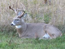 Winnipeg is the capital and largest city of the province of manitoba in canada. Pinawa Is The Official Deer Capital Of Manitoba Picture Of Wilderness Edge Retreat Conference Centre Pinawa Tripadvisor