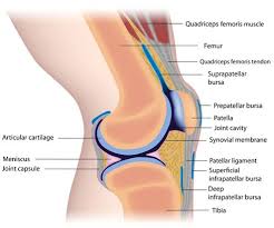 Acute Knee Injuries Explained Nps Medicinewise