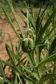 Image result for Dicoma capensis