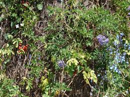 Image result for Solanum seaforthianum