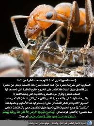 pin on الأعجاز العلمي في القرأن الكريم