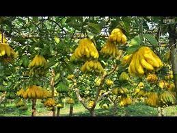 wow amazing agriculture technology strange fruit buddha s hand plants cactus plants diy garden