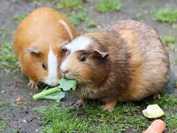 Check spelling or type a new query. Guinea Pigs Vitamin C Needs The Complete Guide Vivo Pets