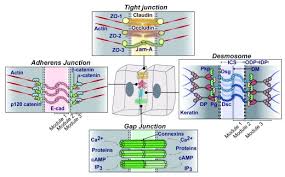 Animal cells in a tissue may be held through cell junctions, e.g. Desmosomes Essential Contributors To An Integrated Intercellular Junction Network Abstract Europe Pmc