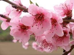 L'ape raccoglie il polline dai fiori dell'albero da frutto. Gli Alberi Da Frutto Non Solo Bonta Ma Anche Tanta Bellezza Capecchi