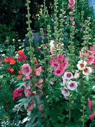 Pin By Edwina On Love Of Hollyhocks Hollyhocks Flowers Flower Garden Beautiful Flowers