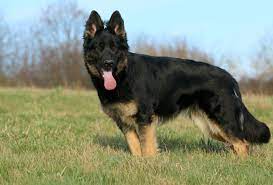 Es ist noch eine tolle und kräftige hündin frei. Allgemeiner Rassehunde Club Deutschland E V Altdeutscher Schaferhund