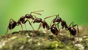 Photo Comment les fourmis font-elles pour se déplacer alors qu'elles n'ont ...
