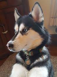 Husky Siberianhusky Husky Dogs Siberian Husky Puppy Siberian Husky