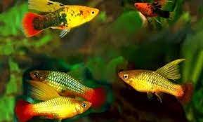 Bahas Ikan Platy Si Ikan Hias Kecil Yang Cantik Dan Mungil Suka Ikan