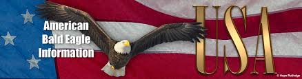 National wildlife, ranger rick, ranger rick jr., and ranger rick cub. Bald Eagle Us National Emblem American Bald Eagle Information
