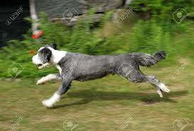 Although a collie lives in your home, they are a working dog and are sold and used for purposes such as breeding, guarding, herding, security, service, and therapy. A Bearded Collie Short Haired Running And Trying To Catch Something Stock Photo Picture And Royalty Free Image Image 1141270