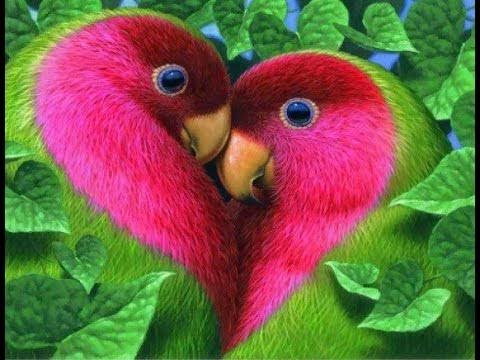 Resultado de imagen para imagenes de pajaros hermosos