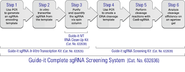 in vitro transcription and screening kits for sgrna