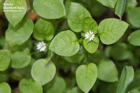 Image result for Stellaria