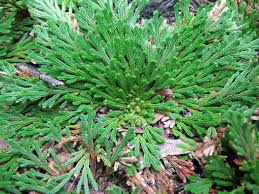 Image result for Selaginella lewalleana