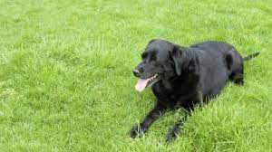 We did not find results for: Hati Hati Dan Tetap Waspada Ini 3 Arti Mimpi Anjing Hitam