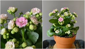 Image result for Kalanchoe rosalina