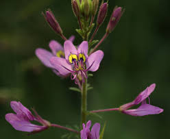Image result for Cleome iberidella
