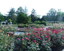 A joint venture of the city of san jose, the guadalupe river park conservancy, the south bay heritage rose group, and the many dedicated civic volunteers south bay heritage rose group, sponsor of the site. Award Of Garden Excellence