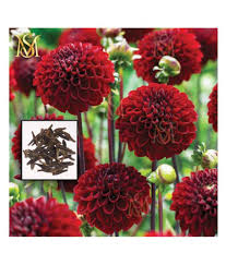 Check spelling or type a new query. Ms Dalhia Seed Dahlia Hybrids Mixed Color Dahlia Flower Seeds Buy Ms Dalhia Seed Dahlia Hybrids Mixed Color Dahlia Flower Seeds Online At Low Price Snapdeal