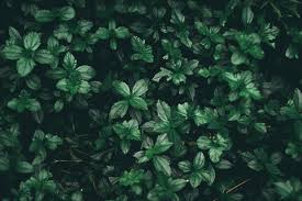 See more ideas about mint green aesthetic, sage, sage green wallpaper. Green Aesthetic Computer Wallpapers Wallpaper Cave