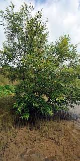 Image result for Avicenniaceae