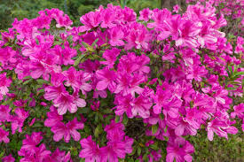 20% off all our hedging plants now with our time limited offer 8 Small Flowering Shrubs Bushes For Gardens Horticulture